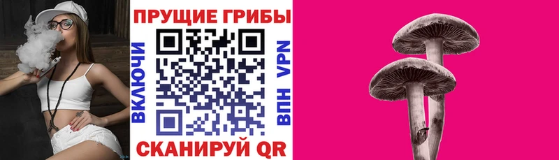 Псилоцибиновые грибы мицелий наркошоп Тайга